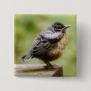 Young Robin 15 Cm Square Badge
