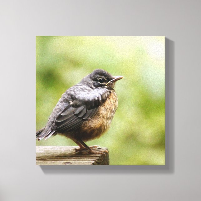 Young Robin Canvas Print (Front)