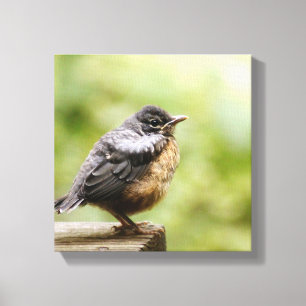 Young Robin Canvas Print