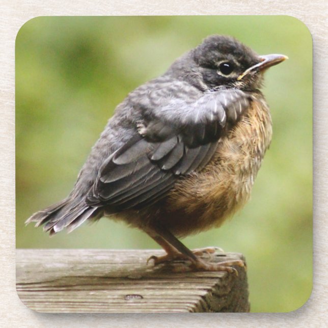 Young Robin Coaster (Front)