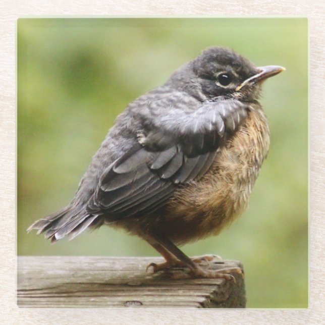 Young Robin Glass Coaster (Front)
