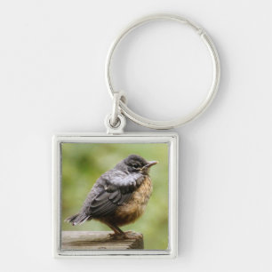 Young Robin Key Ring