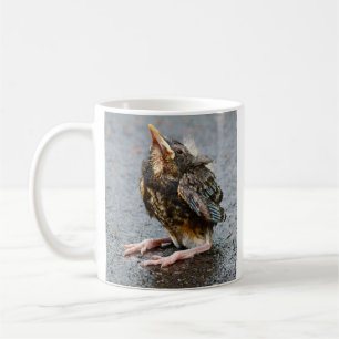 Young Robin Looking Up Mug