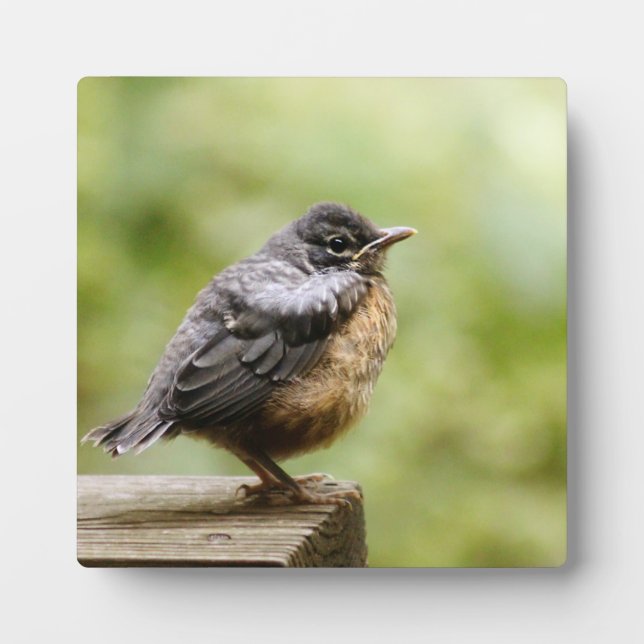 Young Robin Plaque (Front)
