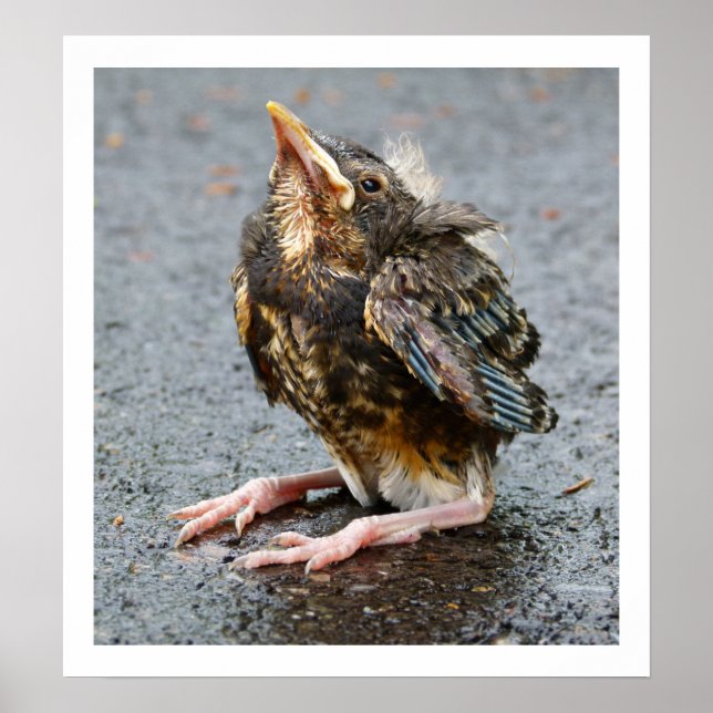 Young Robin Sitting Poster (Front)