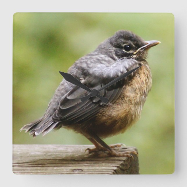 Young Robin Square Wall Clock (Front)