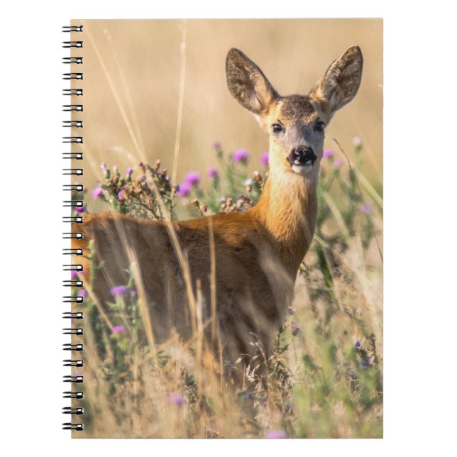 Young Roe Deer in Meadow Notebook (Front)