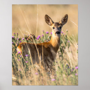 Young Roe Deer in Meadow Poster