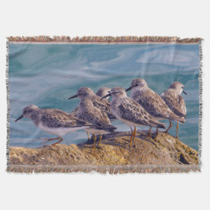 Young Ruddy Turnstones Throw Blanket