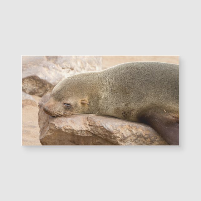 Young sea lion (Front)