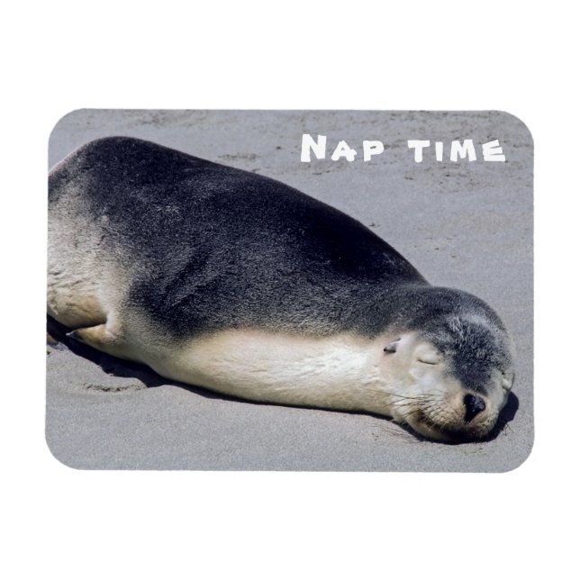 Young seal sleeping on a beach - Australia Magnet (Horizontal)