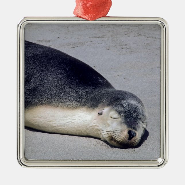 Young seal sleeping on a beach - Australia Metal Tree Decoration (Front)