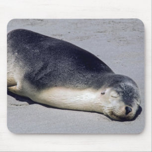 Young seal sleeping on a beach - Australia Mouse Mat