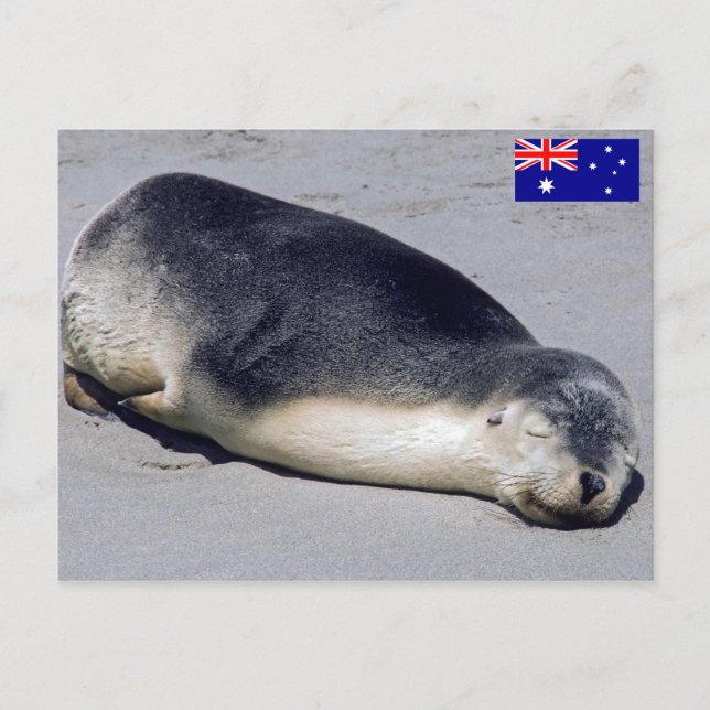 Young seal sleeping on a beach - Australia Postcard (Front)