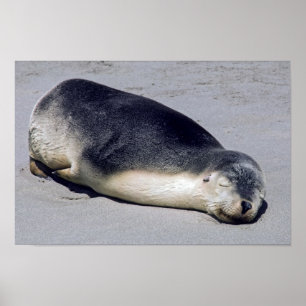 Young seal sleeping on a beach - Australia Poster