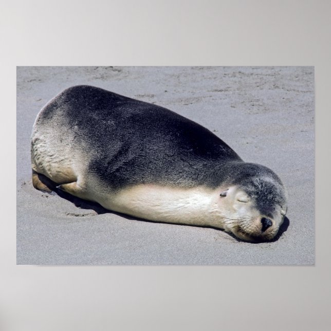 Young seal sleeping on a beach - Australia Poster (Front)
