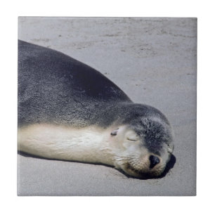 Young seal sleeping on a beach - Australia Tile