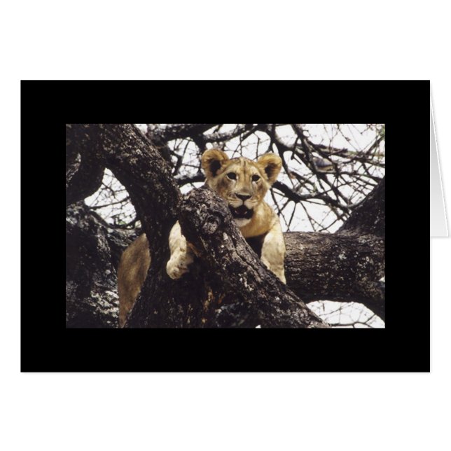 Young Simba (Front Horizontal)