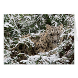 Young Snow Leopard