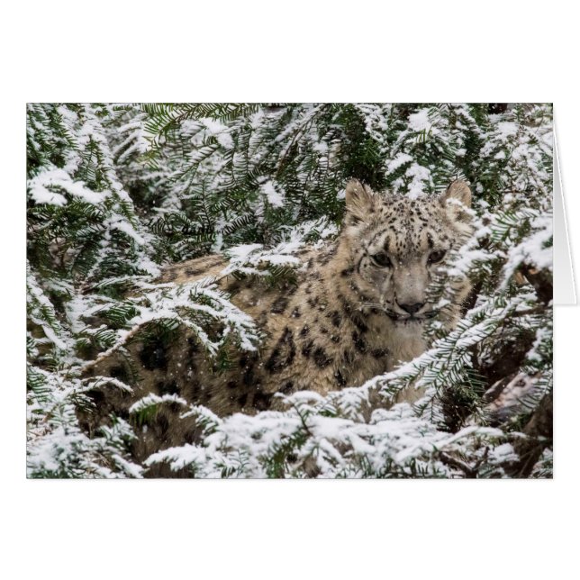 Young Snow Leopard (Front Horizontal)