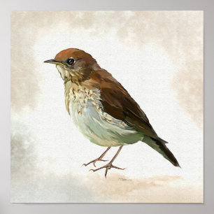 Young Song Thrush in snow Poster