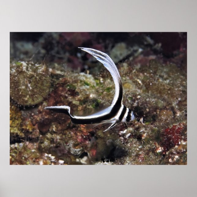 Young Spotted Drum Poster (Front)