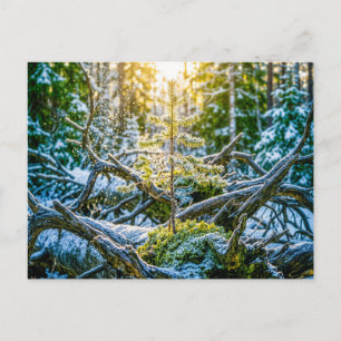 Young spruce growing on old roots postcard