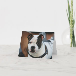 Young Staffordshire Bull Terrier Note Card