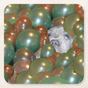 Young Staffy Hiding In Balloons, Paper Coasters