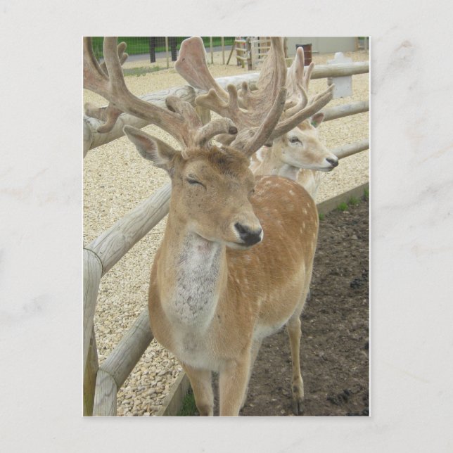 Young Stags Postcard (Front)