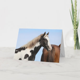 Young stallion "Pinyon" Folded Greeting Card