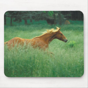 Young Stallion Runs Through Meadow Mouse Mat