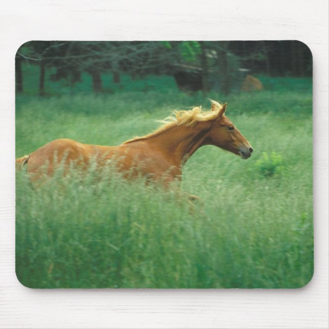 Young Stallion Runs Through Meadow Mouse Mat (Front)