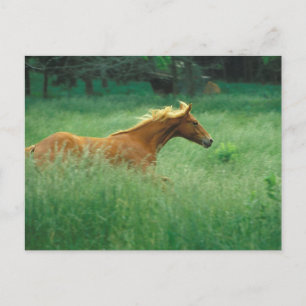 Young Stallion Runs Through Meadow Postcard