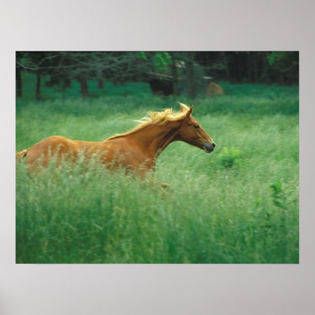 Young Stallion Runs Through Meadow Poster (Front)