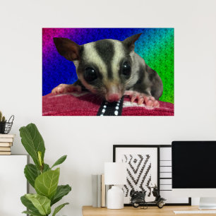 Young Sugar Glider Poster