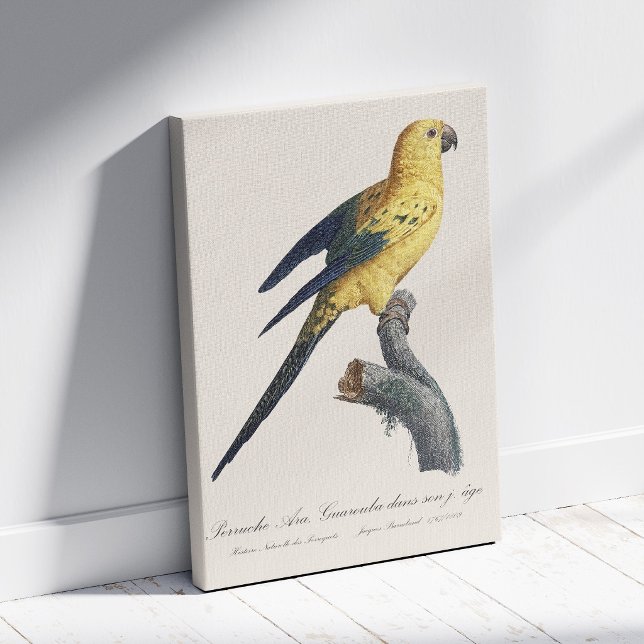 Young Sun Parakeet or Conure Aratinga solstitialis Canvas Print (Guarouba dans sons jeune age / Sun parakeet. Canvas Print)