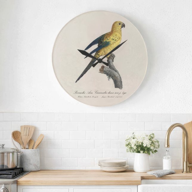 Young Sun Parakeet or Conure Aratinga solstitialis Large Clock (Guarouba dans sons jeune age / Sun parakeet. Large Clock)