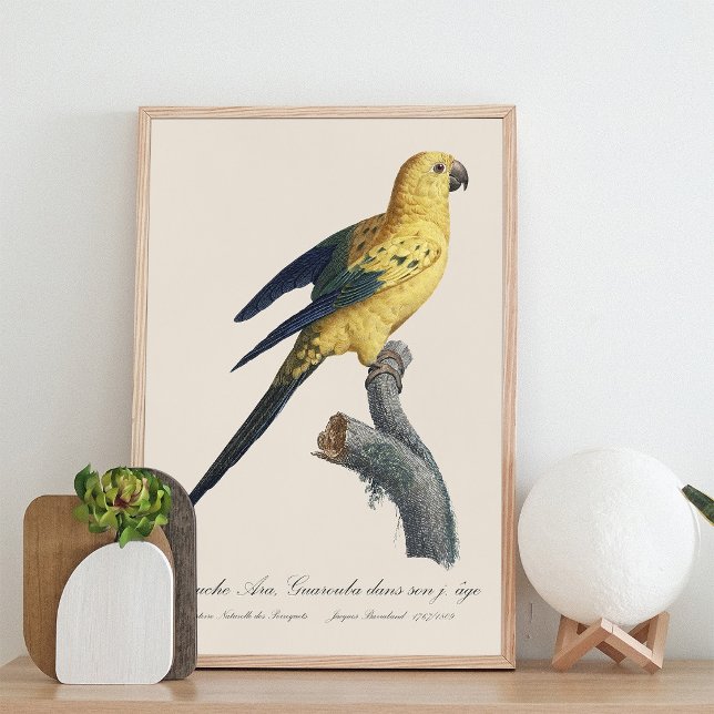 Young Sun Parakeet or Conure Aratinga solstitialis Photo Print (Guarouba dans sons jeune age / Sun parakeet. Photo Print)