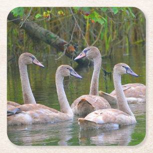 Young Swan Party Coaster