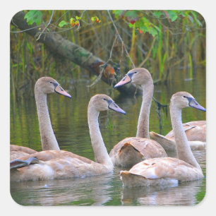 Young Swans Sticker