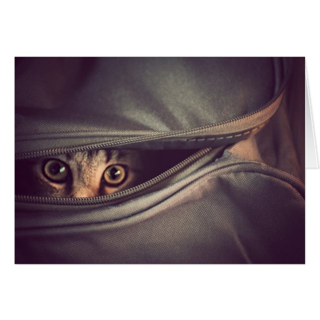 Young Tabby Kitten (Front Horizontal)