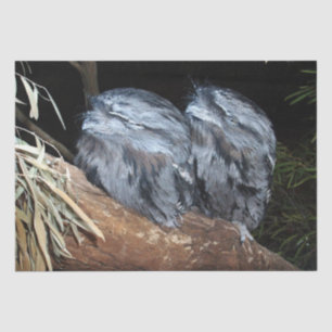 Young Tawny Frogmouth Owls Resting, Tissue Paper