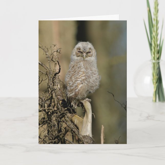 Young tawny owl card (Front)