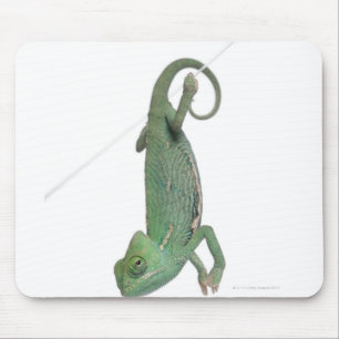 Young veiled chameleon, Chamaeleo calyptratus Mouse Mat