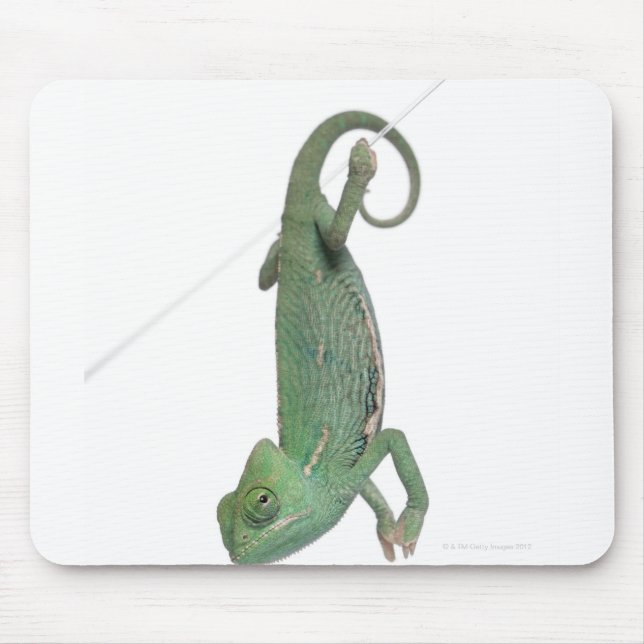 Young veiled chameleon, Chamaeleo calyptratus Mouse Mat (Front)