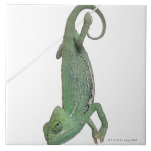Young veiled chameleon, Chamaeleo calyptratus Tile