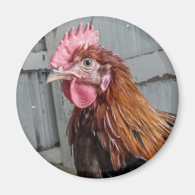 Young Welsummer Rooster Chicken Magnet (Front)