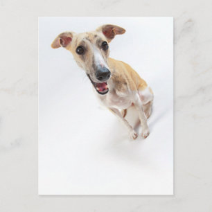 Young whippet postcard