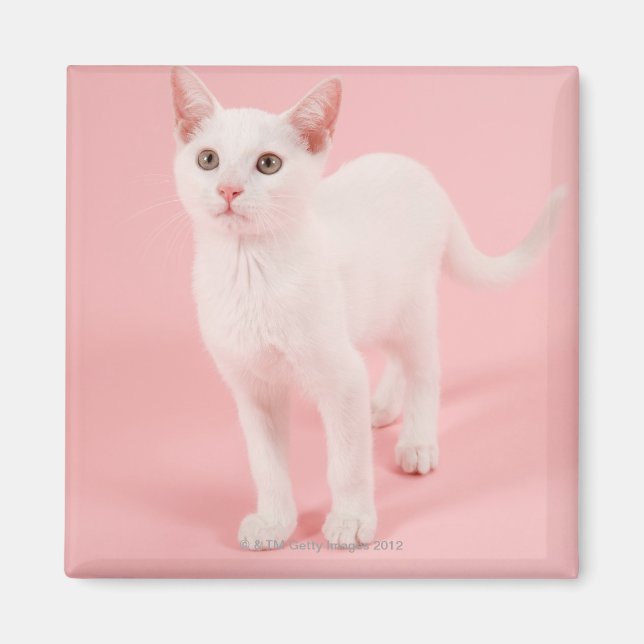 Young white cat 2 magnet (Front)